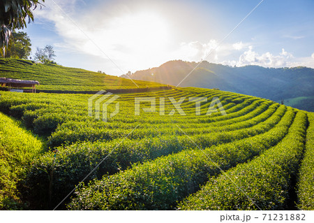 Landscape of 101 Tea Plantation is a large tea plantation on Doi Mae Salong Mountain, Chiang Rai Province, Thailand. Landscape of 101 Tea Plantation is a large tea plantation on Doi Mae Salong Mountain, Chiang Rai Province, Thailand. 71231882