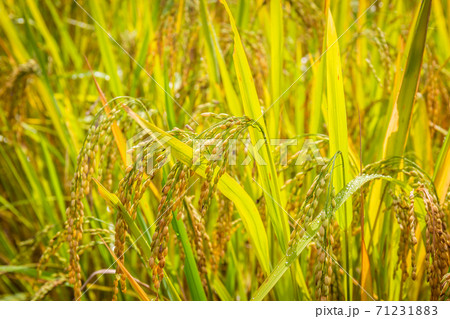 Closeup of rice in the golden fields is ready to be harvested in the morning sunshine. Select focus 71231883