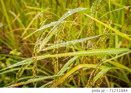 Closeup of rice with water drop in the golden fields is ready to be harvested in the morning sunshine. Select focus 71231884