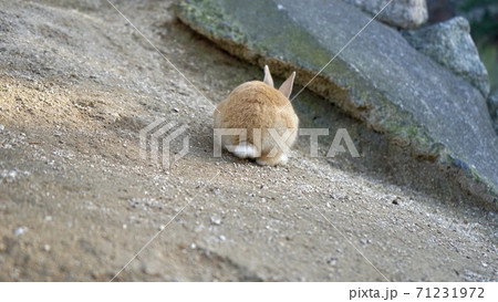 大久野島の生後1ヶ月の子ウサギの写真素材