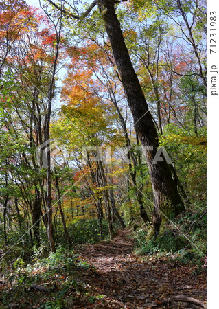 天狗高原 自然休養林 紅葉 四国カルスト の写真素材