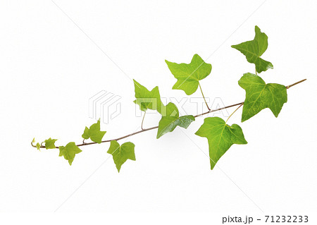 ツタの葉 ツタの葉 71232233