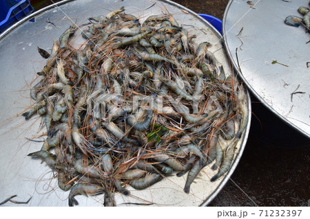 バングラデシュのダッカ 市場で販売する鮮魚の屋台 容器に入れられた沢山の新鮮な海老 バングラデシュのダッカ 市場で販売する鮮魚の屋台 容器に入れられた沢山の新鮮な海老 71232397