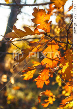 Colorful leaves on blurred autumn background. 71233447
