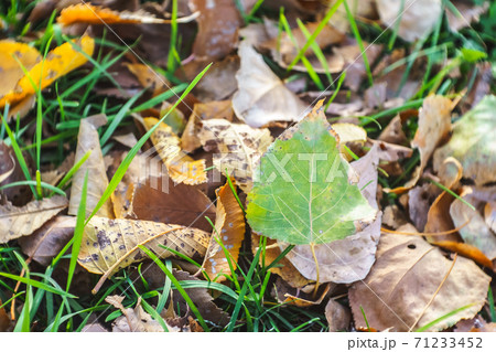 Fallen colorful leaves on green grass. 71233452