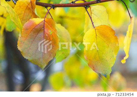 Colorful leaves on beautiful autumn background. 71233454