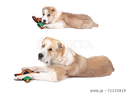 Central Asian Shepherd Dog - puppy and adult two years difference same toy 71233819