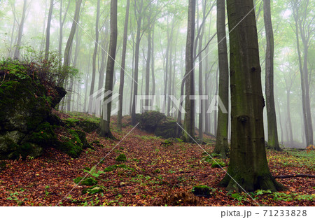 Foggy forest 71233828