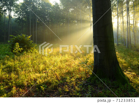 Forest landscape Forest landscape 71233851
