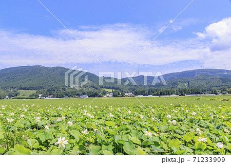 蓮の花　千町無田水田公園　大分県玖珠郡 71233909