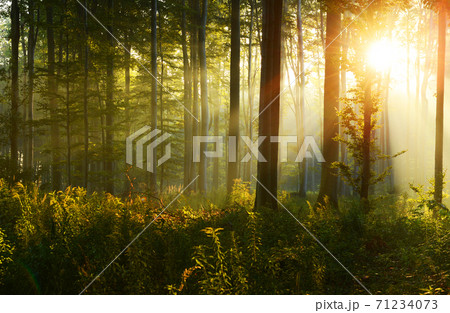 Morning in the forest Morning in the forest 71234073