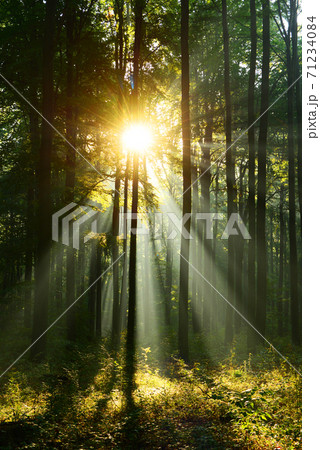 Morning in the forest 71234084
