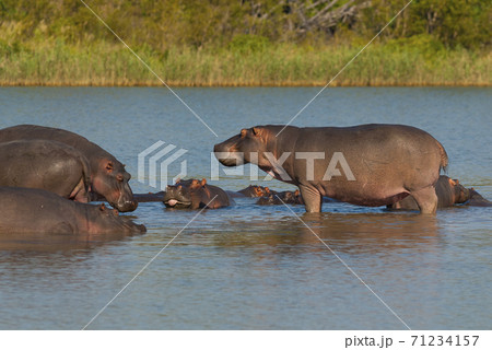 HIPPOPOTAMUS AMPHIBIUS, South Africa 71234157