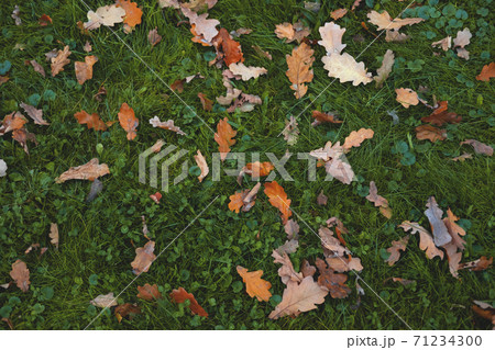 Autumn composition of yellow and brown oak leaves on the green grass. Autumn composition of yellow and brown oak leaves on the green grass. 71234300