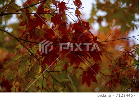 紅葉 秋 葉っぱ 71234457
