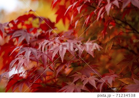 秋 紅葉 葉っぱ 71234538