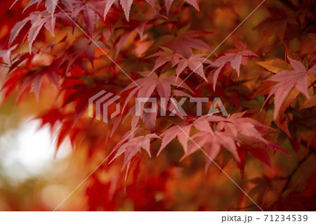 秋 紅葉 葉っぱ 71234539