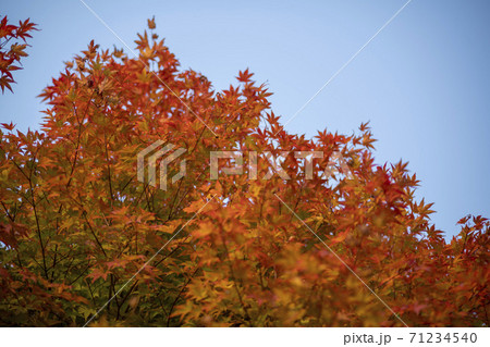 秋 紅葉 葉っぱ 71234540