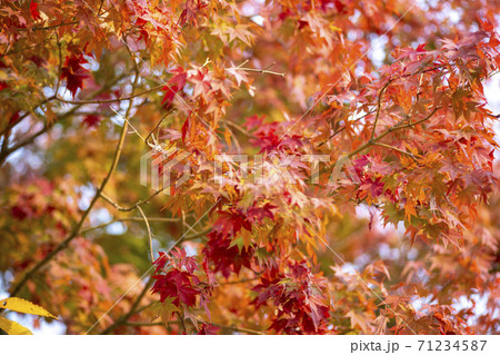 秋 紅葉 葉っぱ 71234587