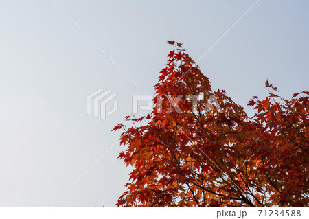秋 紅葉 葉っぱ 71234588