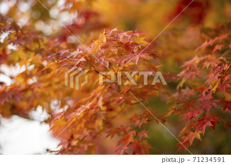秋 紅葉 葉っぱ 71234591