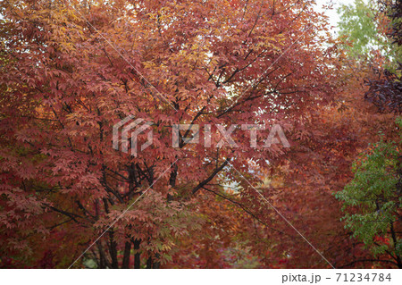 紅葉 風景 木 71234784