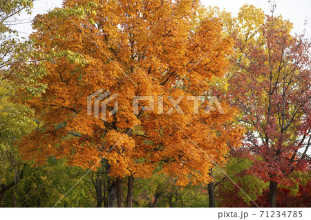 紅葉 秋 葉っぱ 71234785