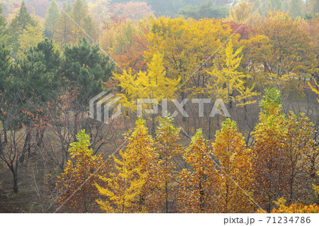 紅葉 安山市 風景 71234786