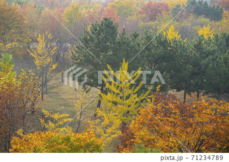 紅葉 安山市 風景 71234789