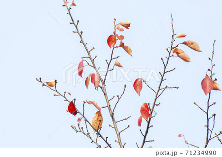 紅葉 秋 葉っぱ 71234990