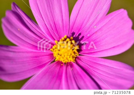 ピンク色のコスモスの花のアップ画像 71235078