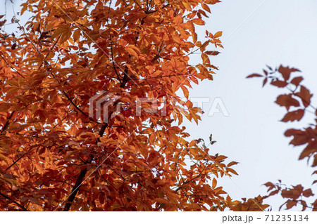 紅葉 秋 葉っぱ 71235134
