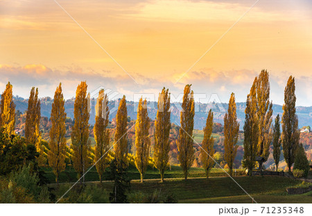 South styria vineyards landscape, Tuscany of Austria. Sunrise in autumn. 71235348