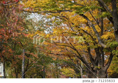 紅葉 安山市 秋 71235633