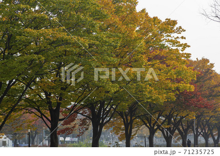 紅葉 安山市 秋 71235725