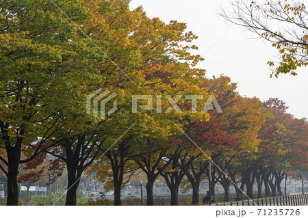 紅葉 安山市 秋 71235726