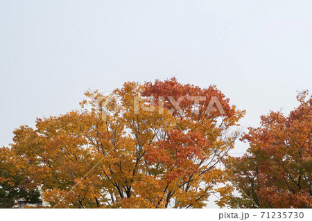 紅葉 秋 葉っぱ 71235730