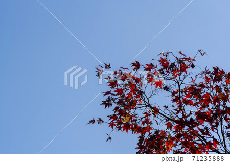 紅葉 秋 葉っぱ 71235888