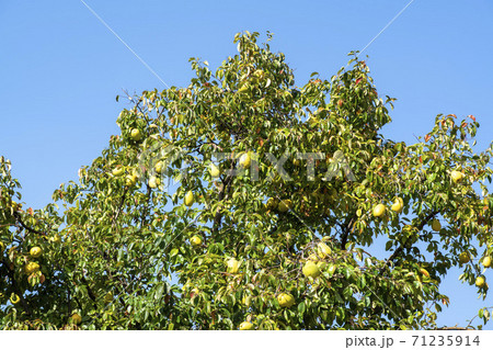 空 木 植物 71235914