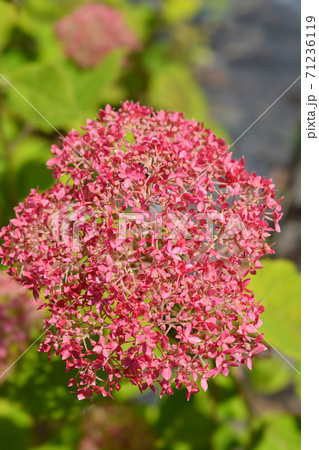 Smooth hydrangea Pink Annabelle Smooth hydrangea Pink Annabelle 71236119