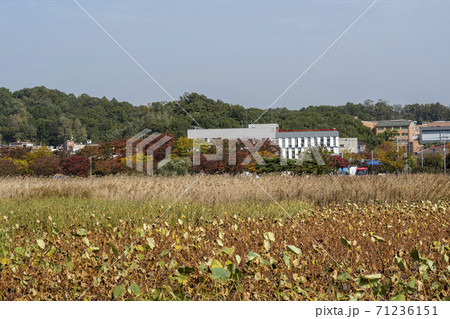 紅葉 安山市 風景 71236151
