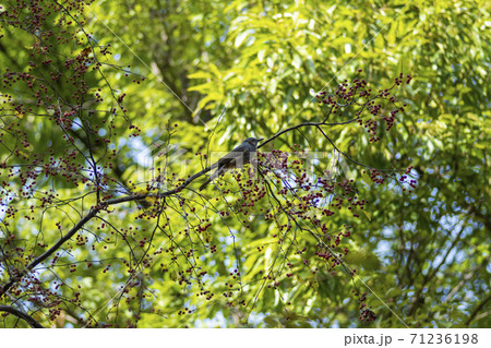 秋 植物 夜光木 71236198
