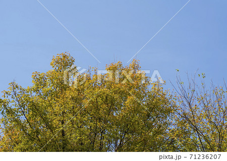 紅葉 風景 空 71236207