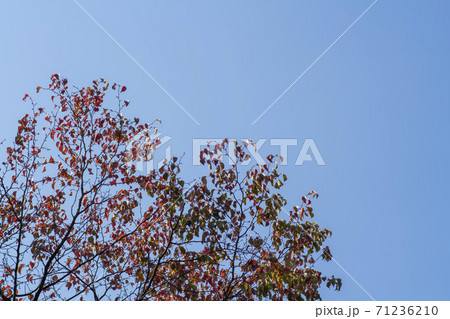紅葉 秋 葉っぱ 71236210