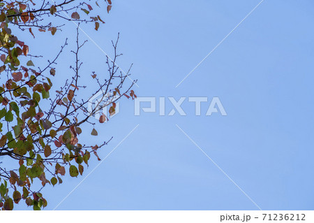紅葉 秋 葉っぱ 71236212