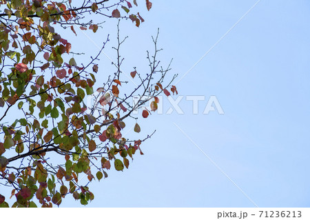 紅葉 秋 葉っぱ 71236213
