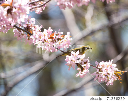 桜とメジロ 71236229