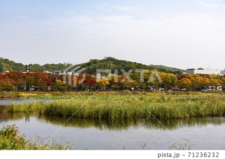 紅葉 風景 木 71236232