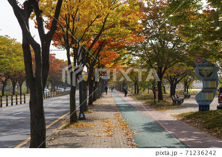紅葉 安山市 風景 71236242