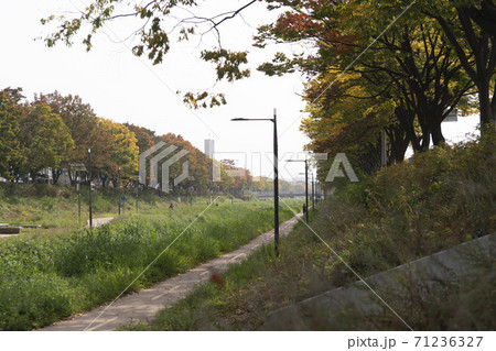 紅葉 風景 木 71236327